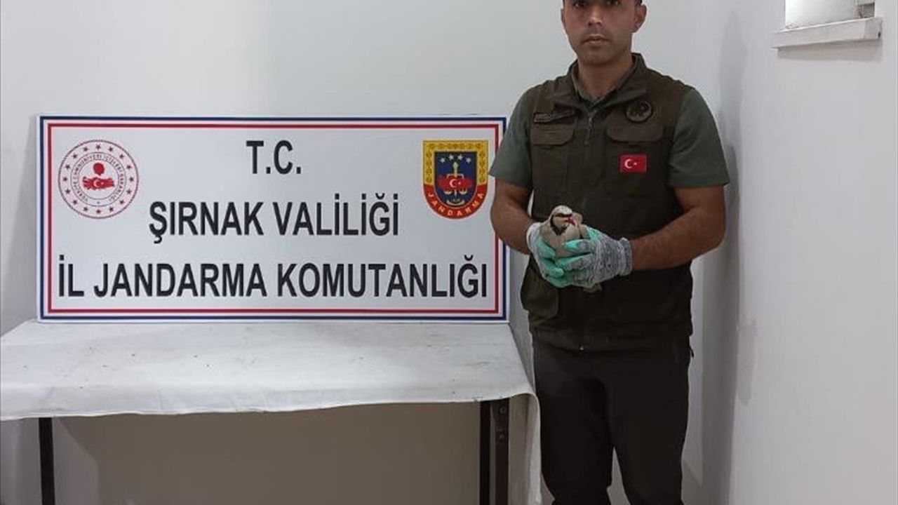 Şırnak'ta Kınalı Keklik Ticareti: Dört Kişiye Para Cezası Uygulandı