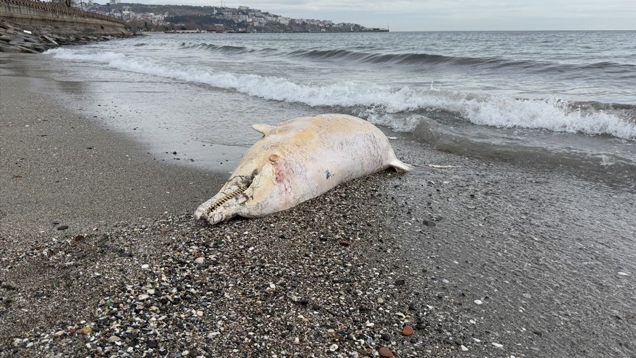 Tekirdağ'da Kıyıya Vuran Ölü Yunus Olayı