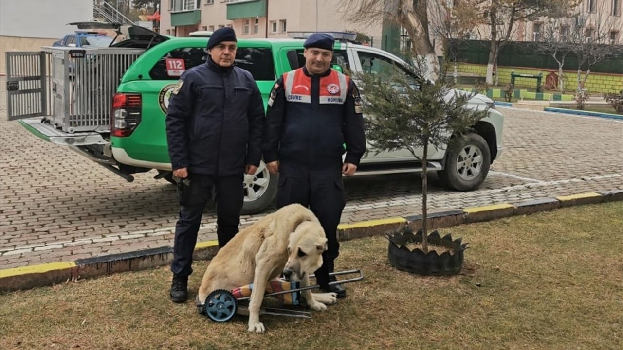 Yozgat'ta Jandarma Komutanından Duygusal Destek: Köpeğe Yürüteç Yapıldı