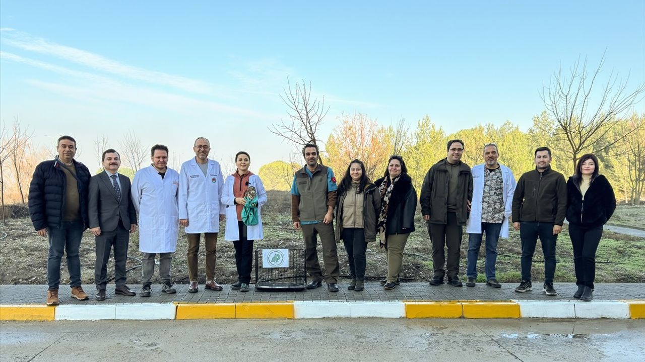 Balıkesir'de Tedavi Edilen Şahin Doğaya Salındı