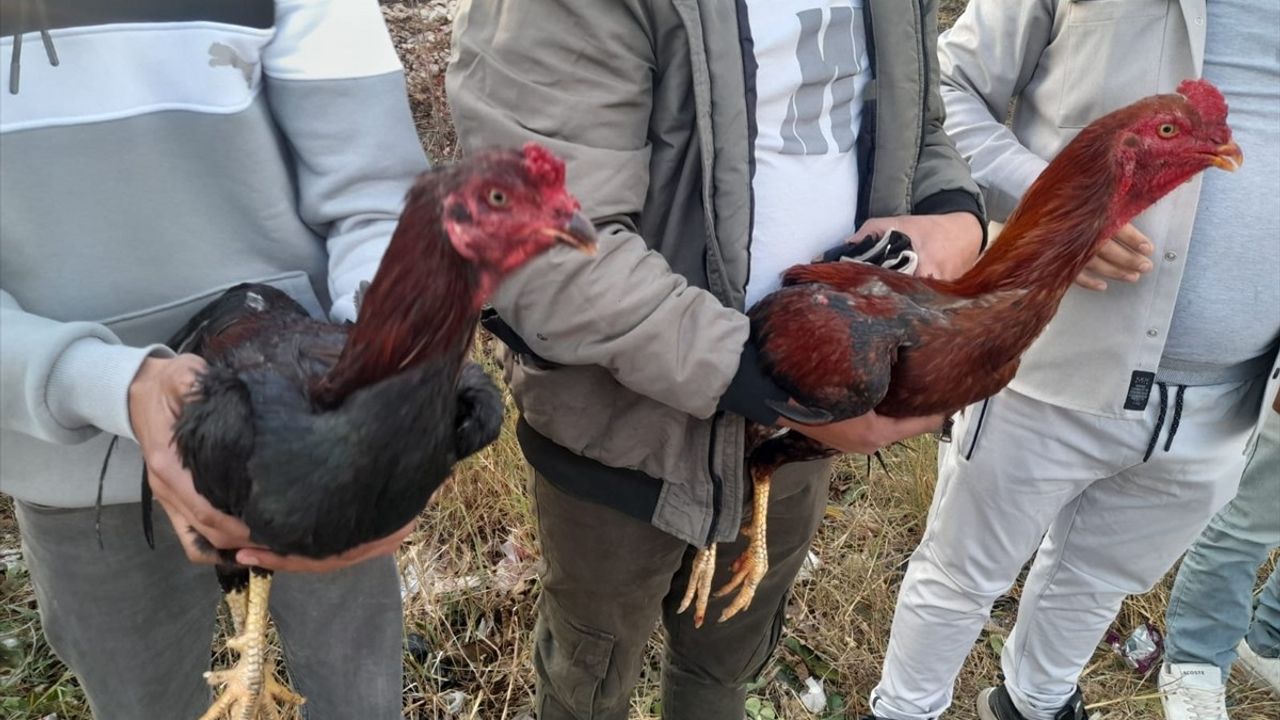 Hatay'da Horoz Dövüşü Yapan 14 Kişiye Cezai İşlem