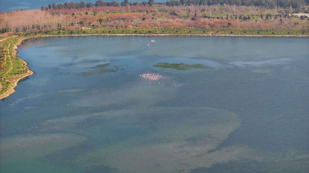İzmir Körfezi'nde Deniz Yosunu Sorunu