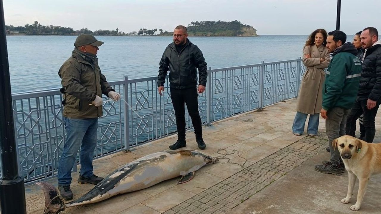 Kuşadası'nda Ölü Yunus Bulundu