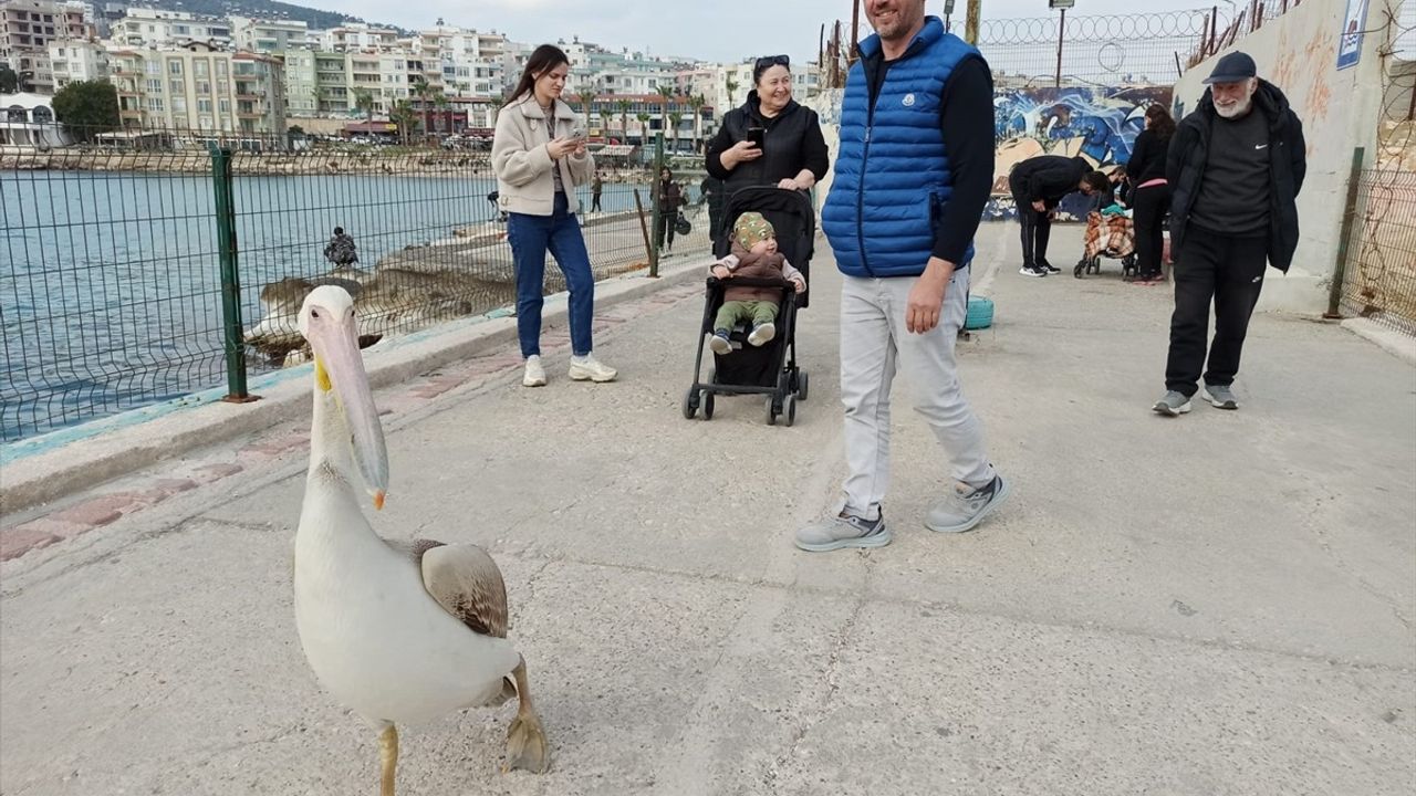 Mersin'de Balıkçılar Pelikanla Dostluk Kurdu