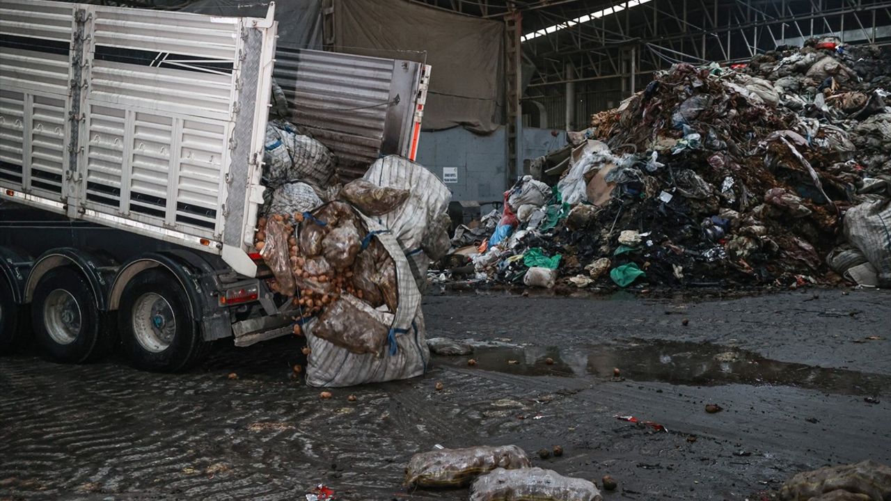 Mersin'de Bitki Hastalığı Tespit Edilen Patatesler İmha Ediliyor