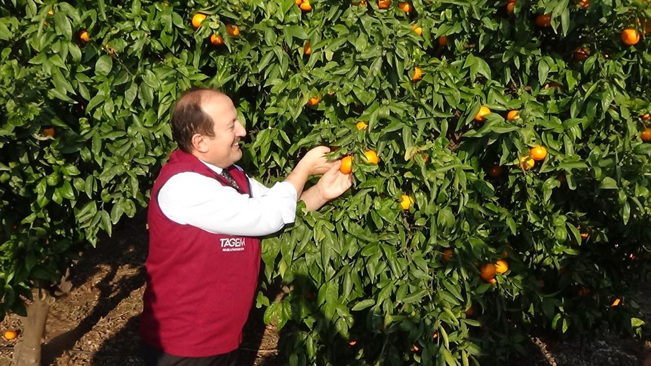 Mersin'de Yeni Mandalina ve Muz Türleri Geliştirildi