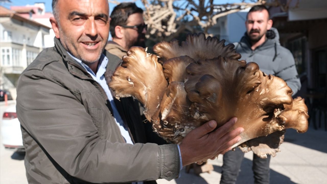 Mersinli Çiftçi 5 Kilogram Ağırlığında İstiridye Mantarına Rastladı