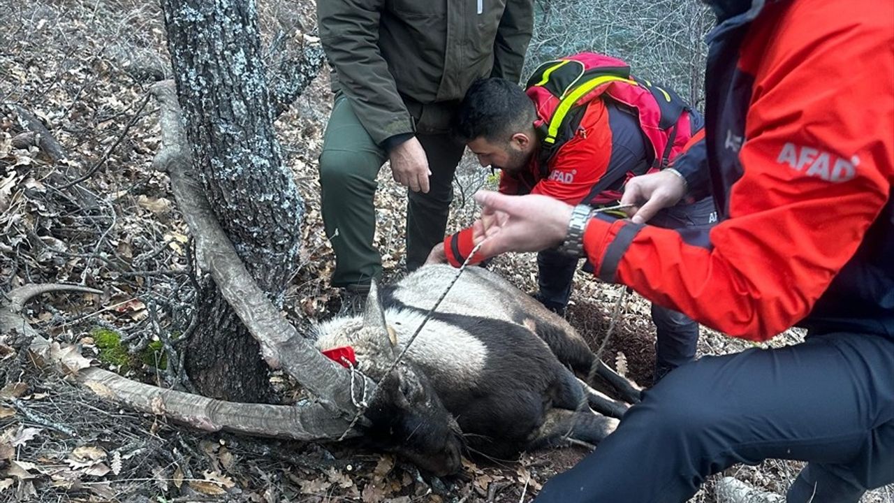 Munzur Vadisi'nde Yaban Keçisi Tedavi Altına Alındı