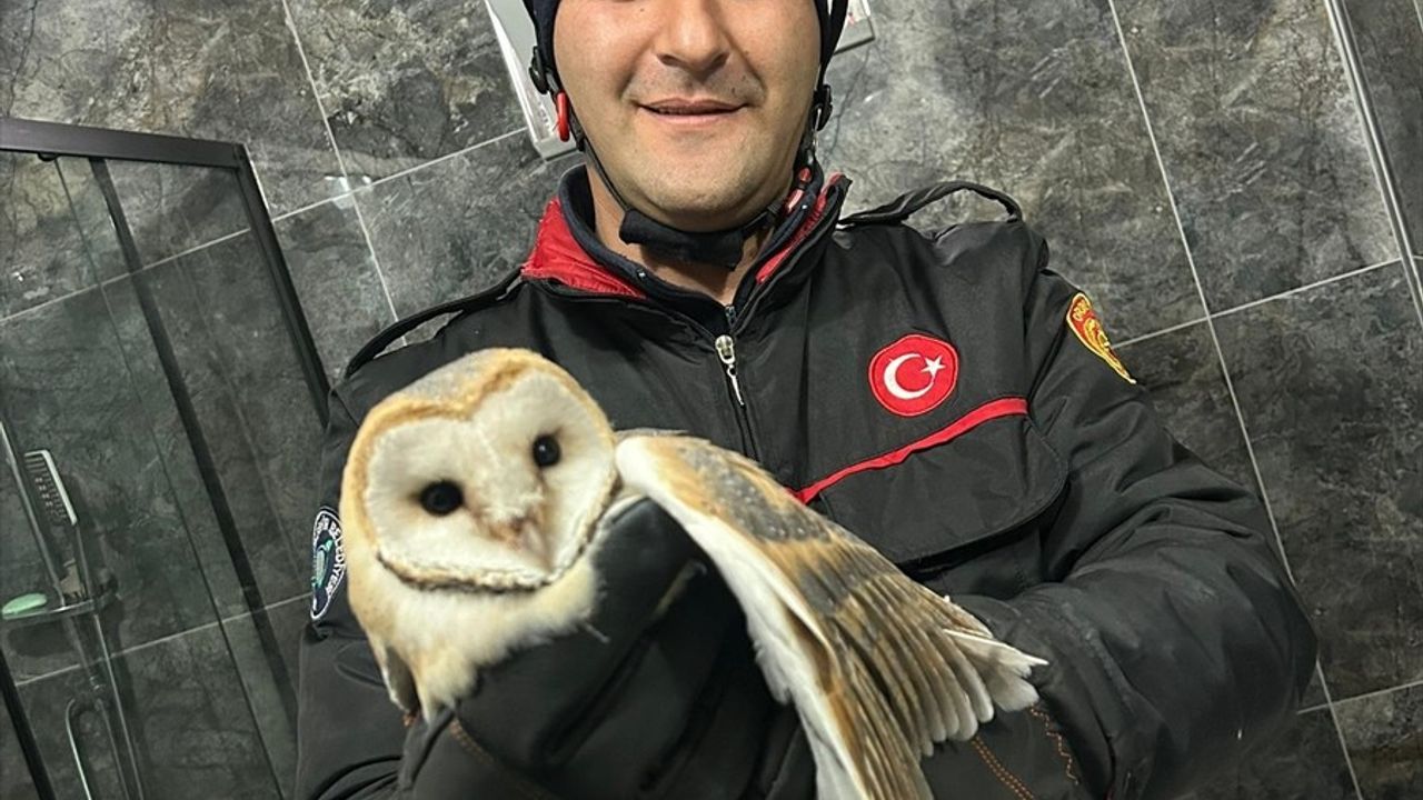 Ordu'da Banyoya Giren Baykuş Kurtarıldı