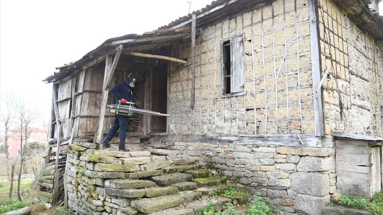 Ordu'da Kahverengi Kokarca İle Mücadele İçin 250 Bin Kışlak İlaçlandı