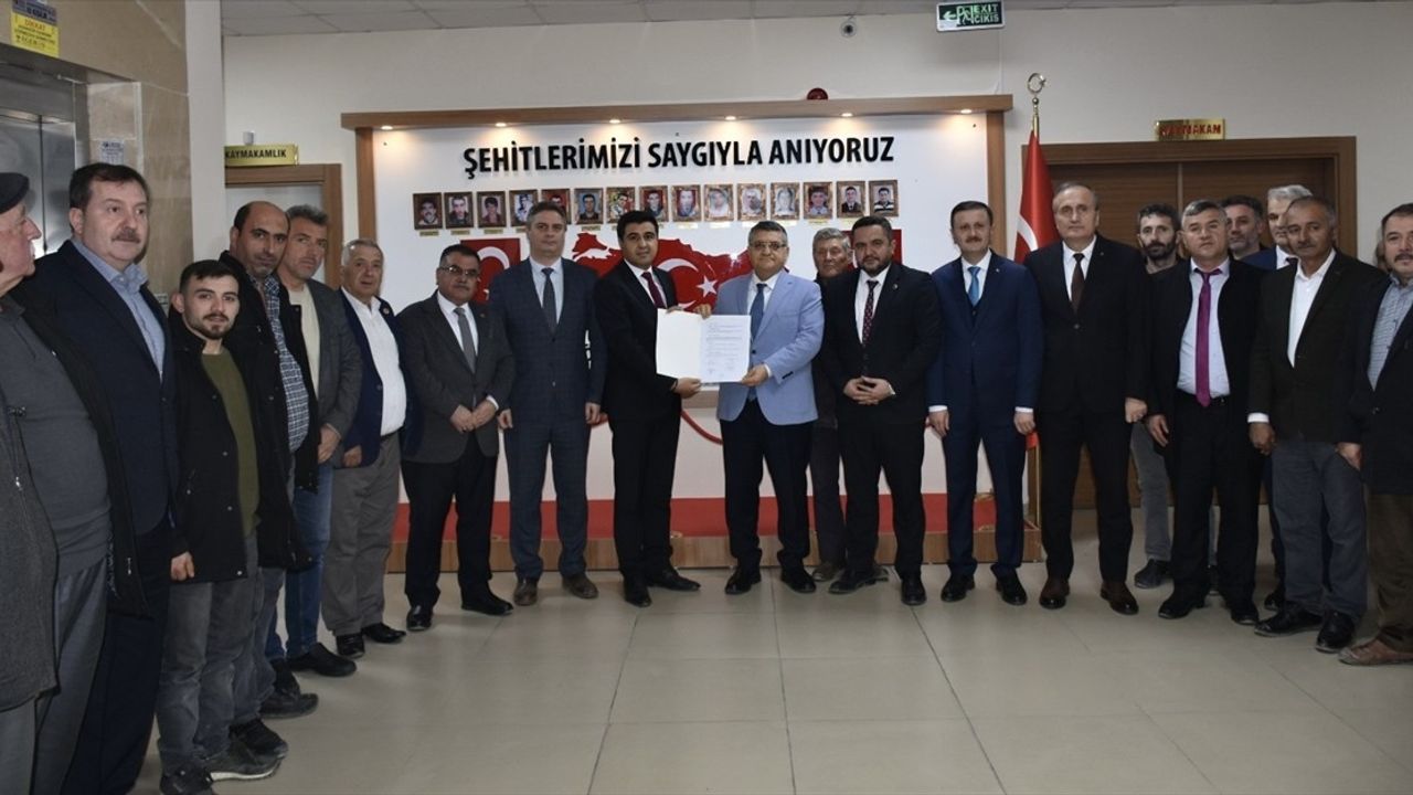 Sinop'ta Yabani Zeytin Ağaçları Ekonomiye Kazandırılacak