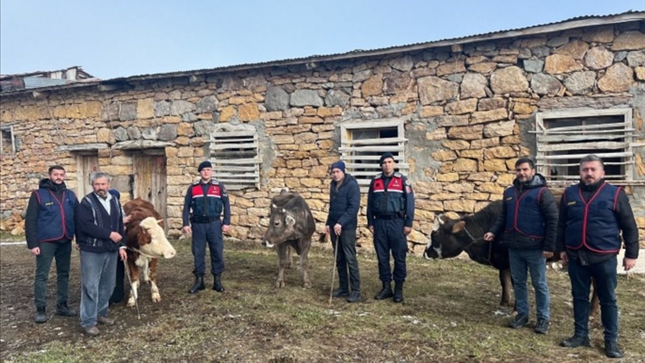 Sivas'ta Büyükbaş Hayvan Hırsızlığı Olayında 4 Şüpheli Tutuklandı