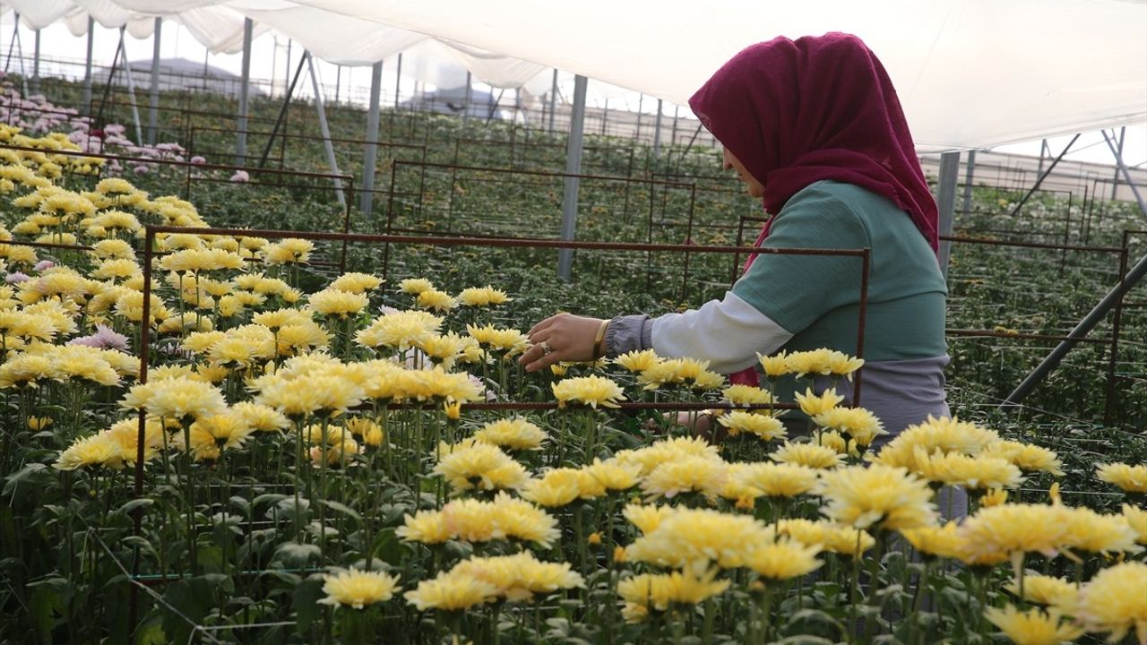 Tokat'ta Çiçek Sektörü Büyüyor