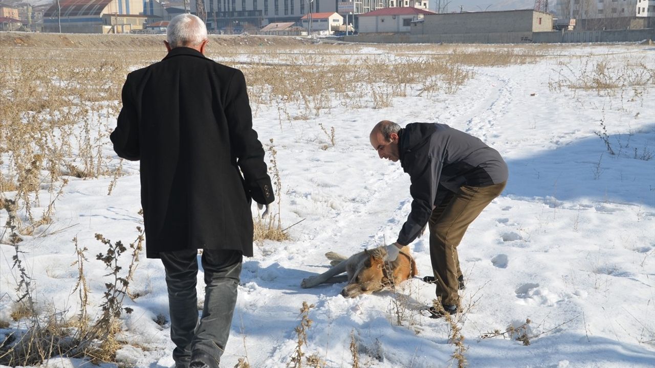 Yüksekova'da Sahipsiz Köpekler Toplanıyor