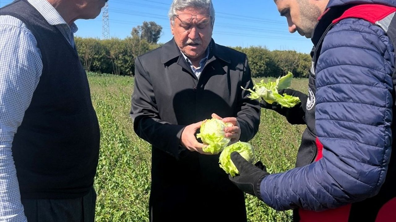 Adana'daki Tarım Alanlarındaki Don Zararı Araştırılıyor