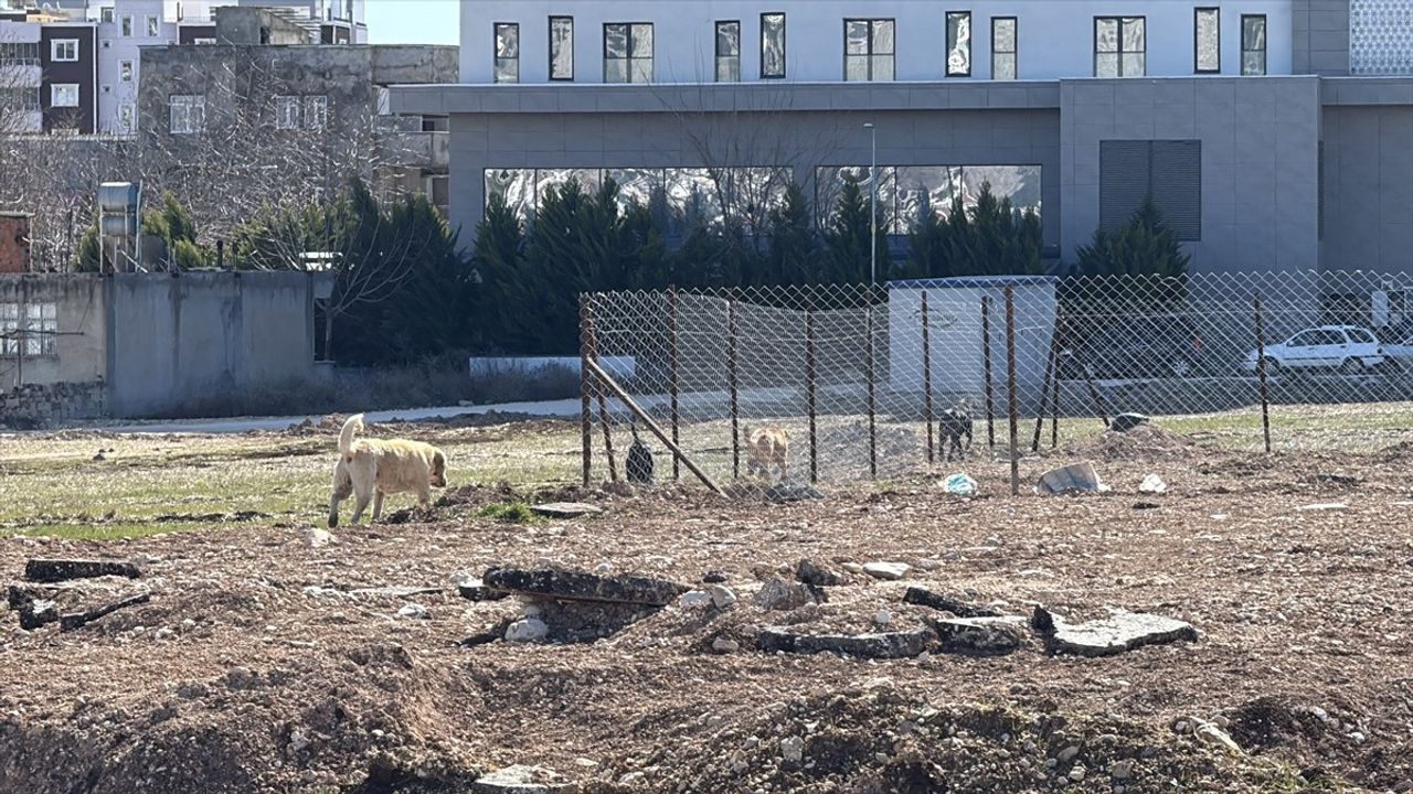 Adıyaman'da Sahipsiz Köpeklerin Okula Giden Çocuğa Saldırısı