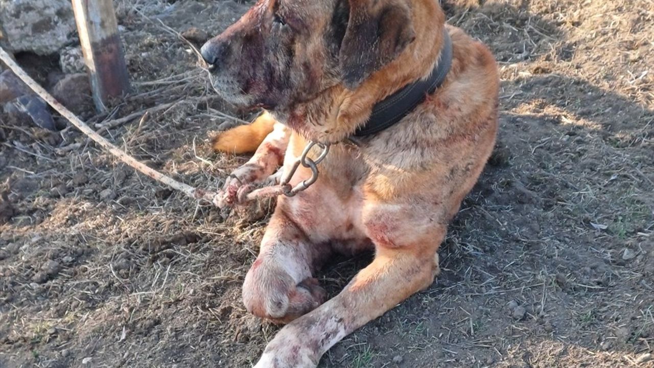 Afyonkarahisar'da Yasa Dışı Köpek Dövüşü Operasyonu