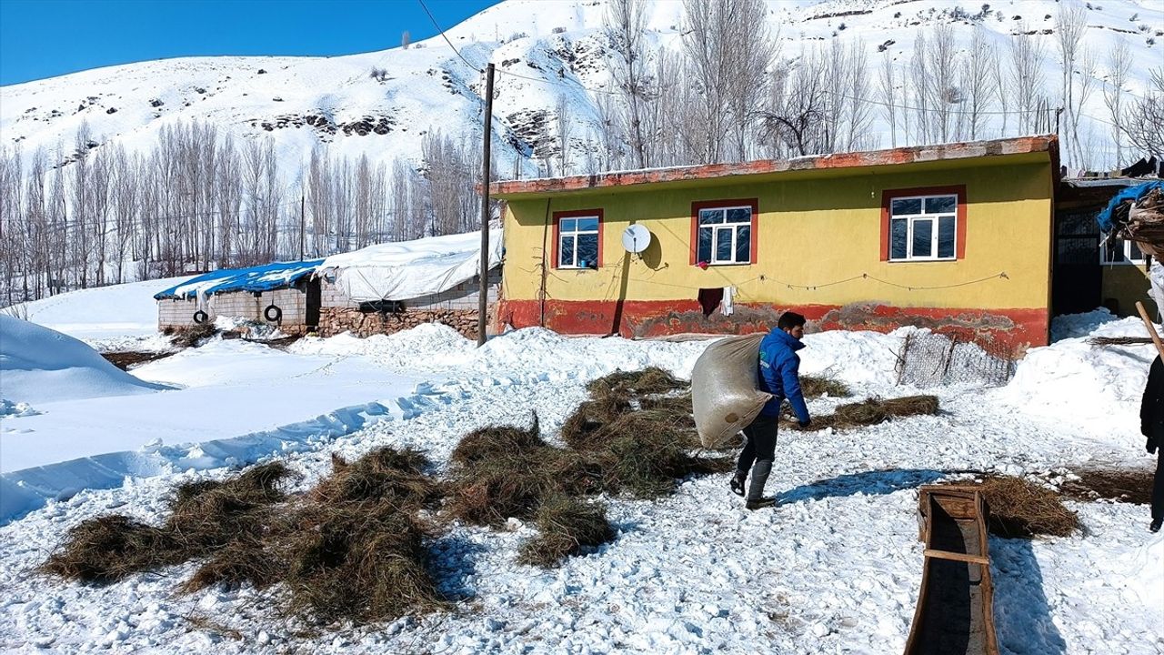 Bitlis'teki Besiciler Kış Koşullarına Rağmen Hayvanlarının Bakımını İhmal Etmiyor