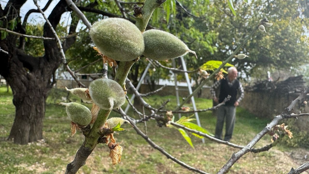 Datça'da Badem Çağlası Hasadı Başladı