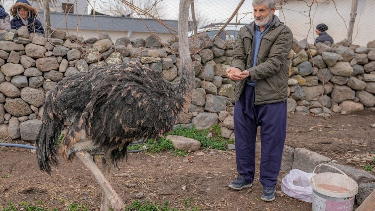 Diyarbakır'da Kaçan Deve Kuşu Duygusal Bir Geri Dönüş Yaşadı