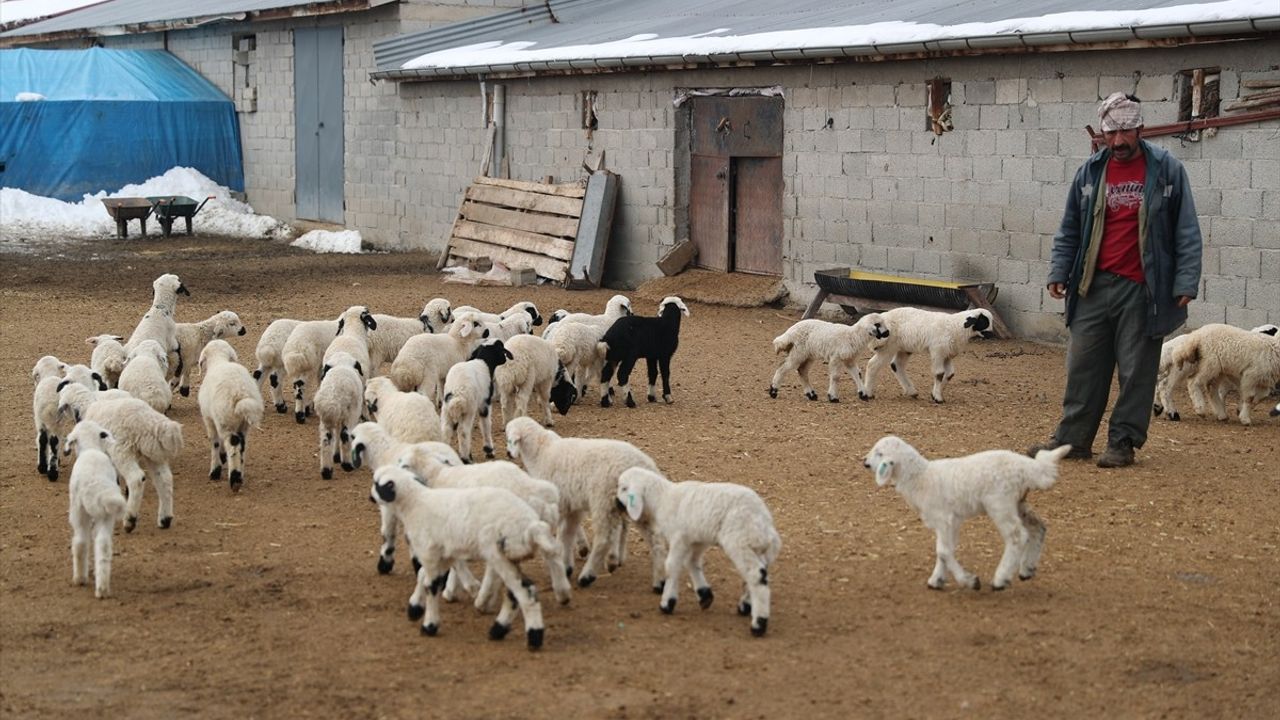 Erzincan'da Kuzu Doğumları İçin Besicilerin Nöbeti