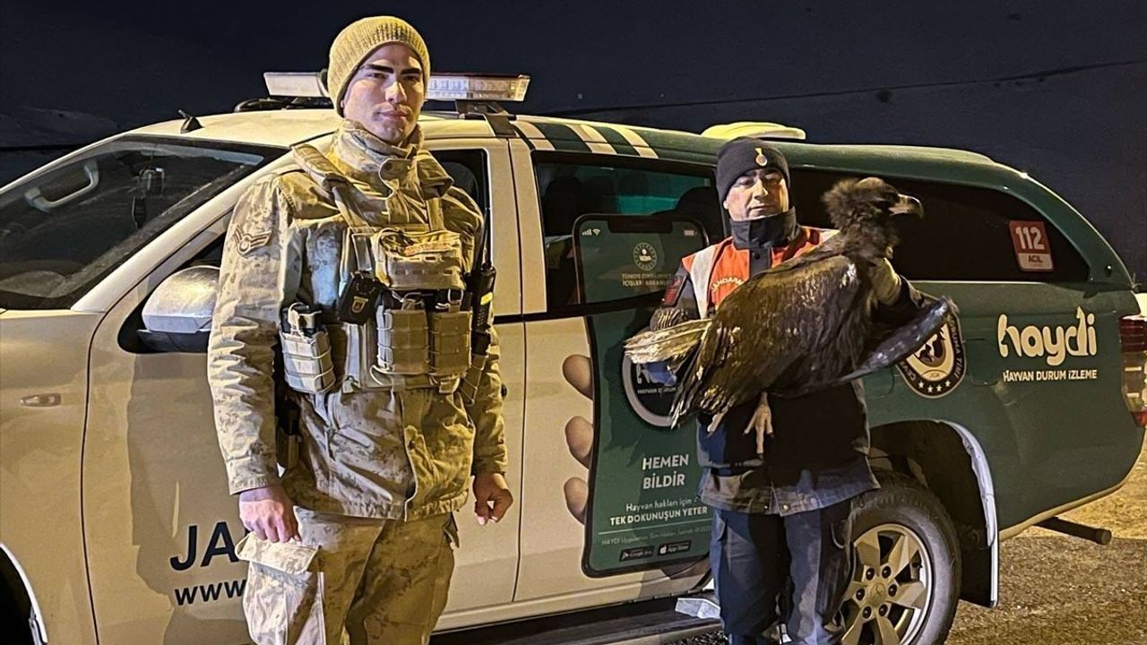 Erzurum'da Bakım Gören Kara Akbaba Doğaya Salındı