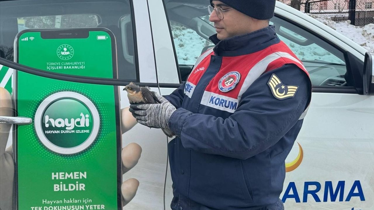 Erzurum'da Bitkin Bulunan Atmaca Tedavi Altına Alındı