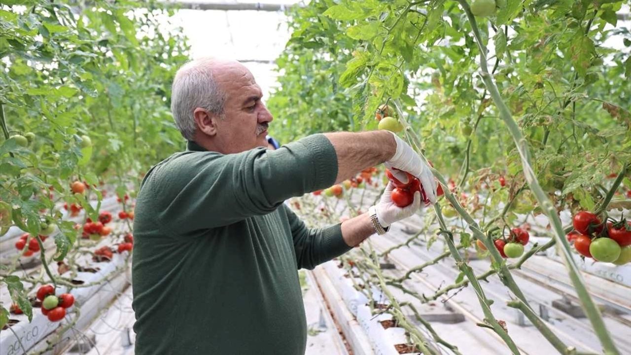 Erzurum'da Jeotermal Sera ile Domates Üretimi