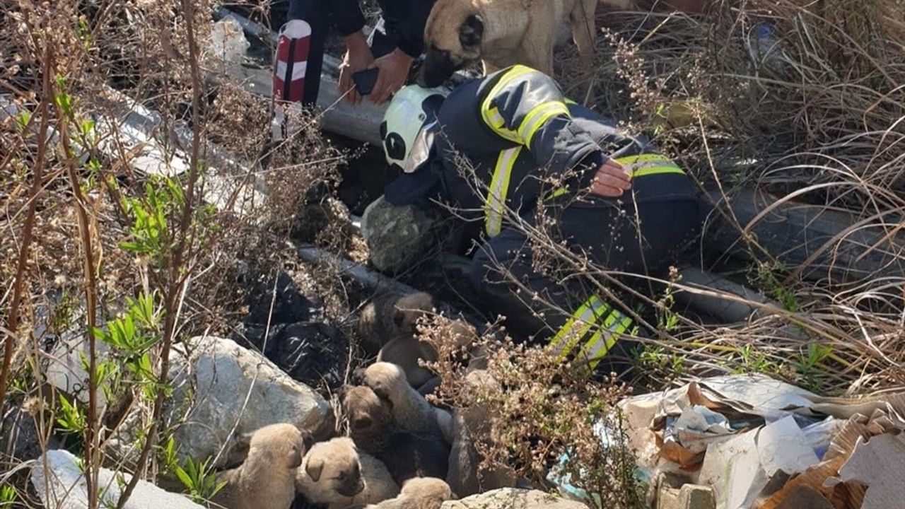 Hatay'da İnşaat Alanındaki Çukura Düşen Köpek Yavruları Kurtarıldı