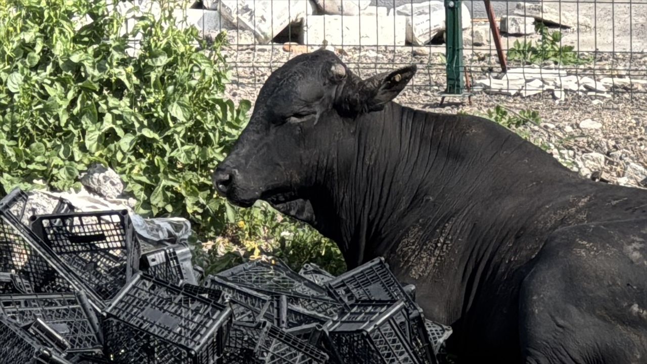 Hatay'da Kaçan Angus, Uyuşturucu İğneyle Sakinleştirildi