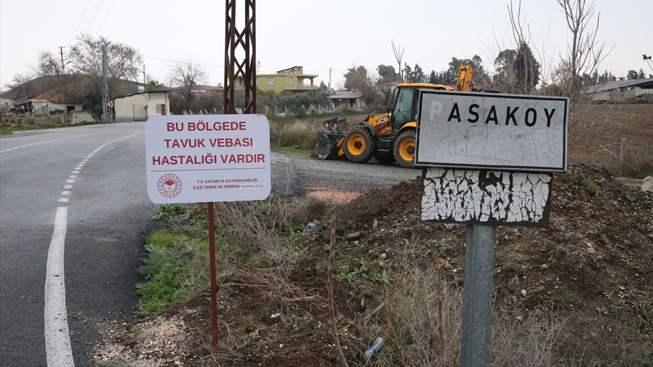 Hatay'da Kuş Gribi Önlemleri: Paşaköy Mahallesi Karantinada