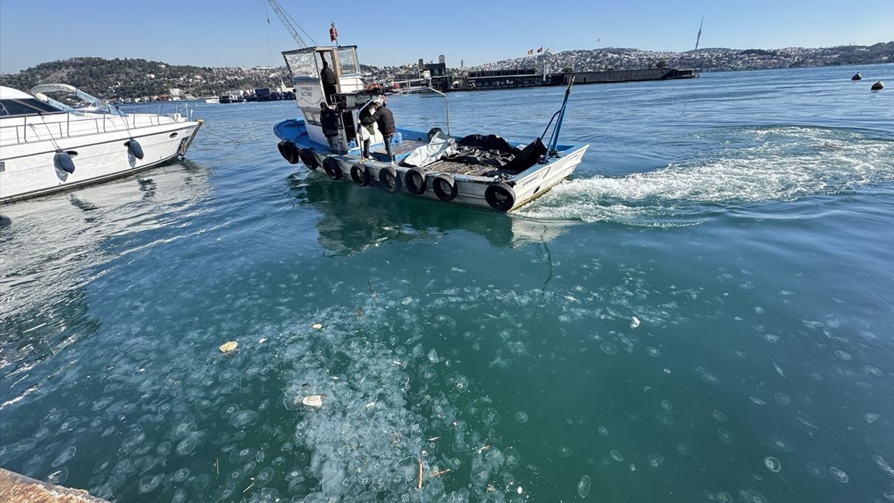 İstanbul Boğazı'nda Denizanası Yoğunluğu