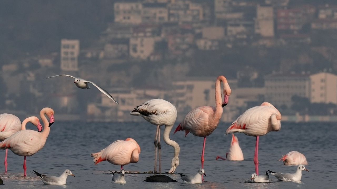 İzmir'in Flamingoları Şehirle Bütünleşiyor