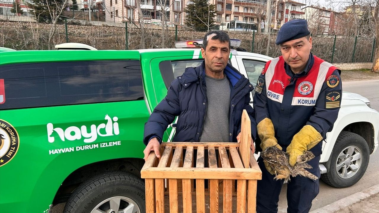 Kırıkkale'de Yaralı Orman Baykuşu Tedavi Ediliyor