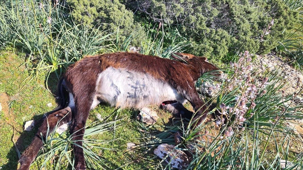 KKTC'de Yaban Eşeklerinin Avlanması Üzerine Soruşturma Başlatıldı