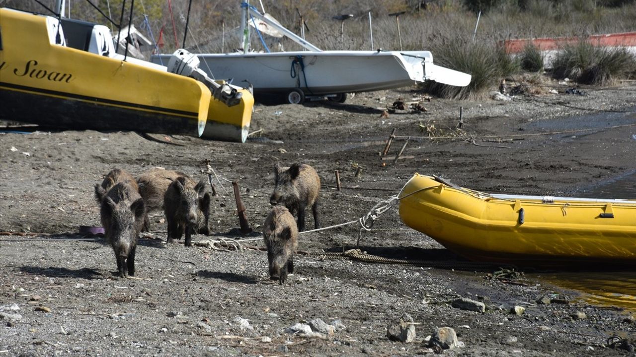 Marmaris'te Yaban Domuzları Plaja İndi