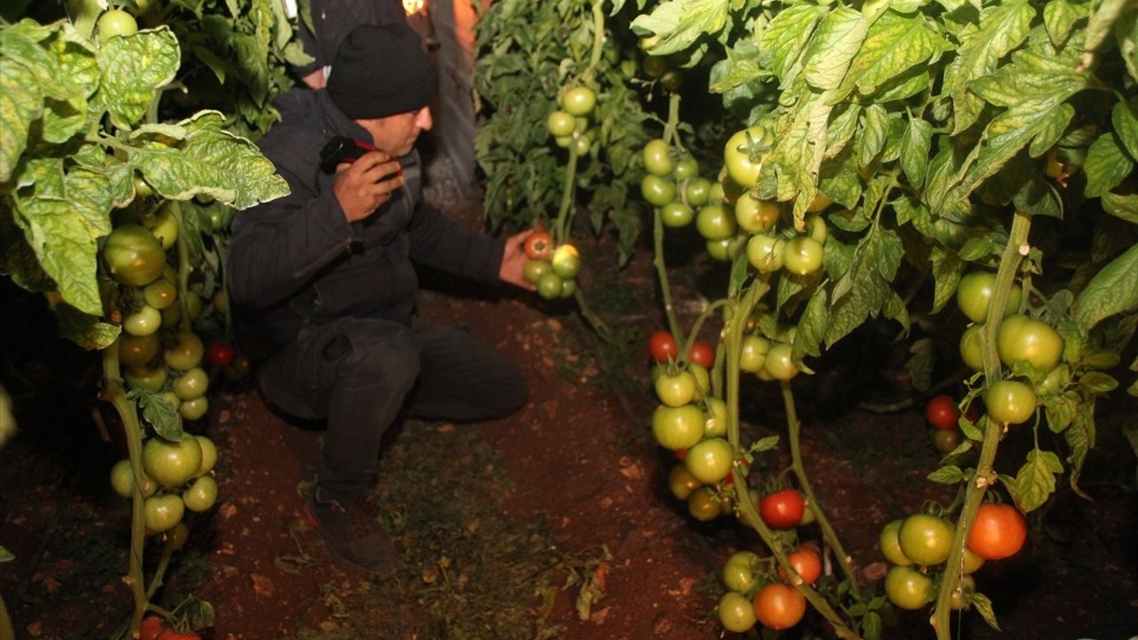 Mersin'de Çiftçiler Zirai Dona Karşı Sobalarla Mücadele Ediyor