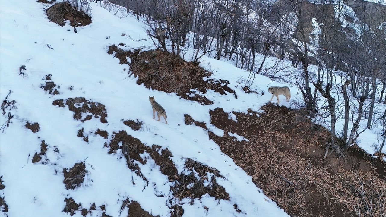 Munzur Vadisi'nde Dronla Kurt Görüntülemesi Yapıldı