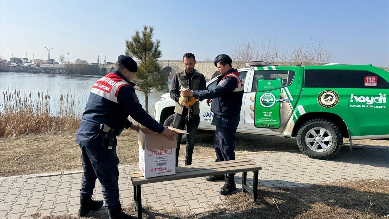 Muş'ta Yaralı Bayağı Balaban Kuşu Tedavi Ediliyor