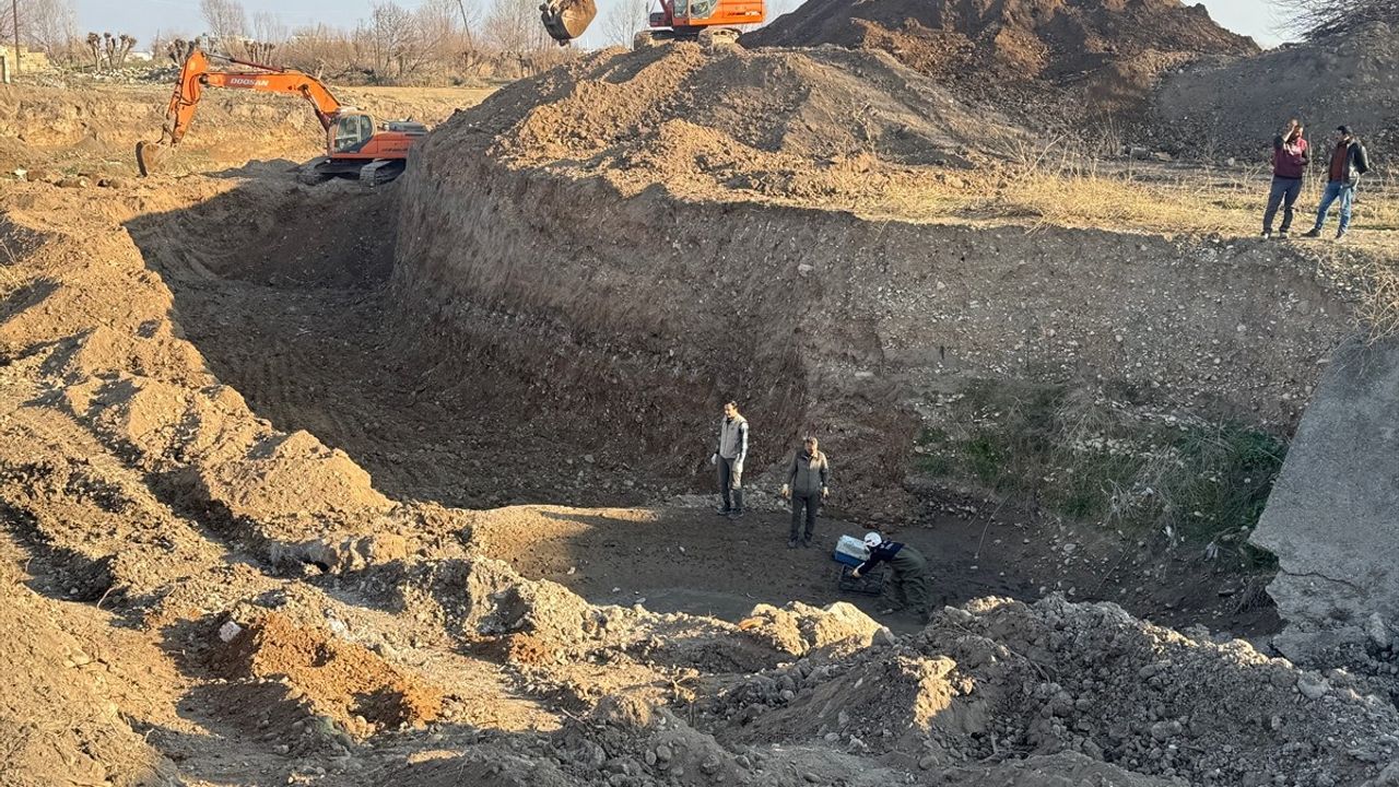 Şanlıurfa'da Derede Mahsur Kalan 240 Kaplumbağa Kurtarıldı