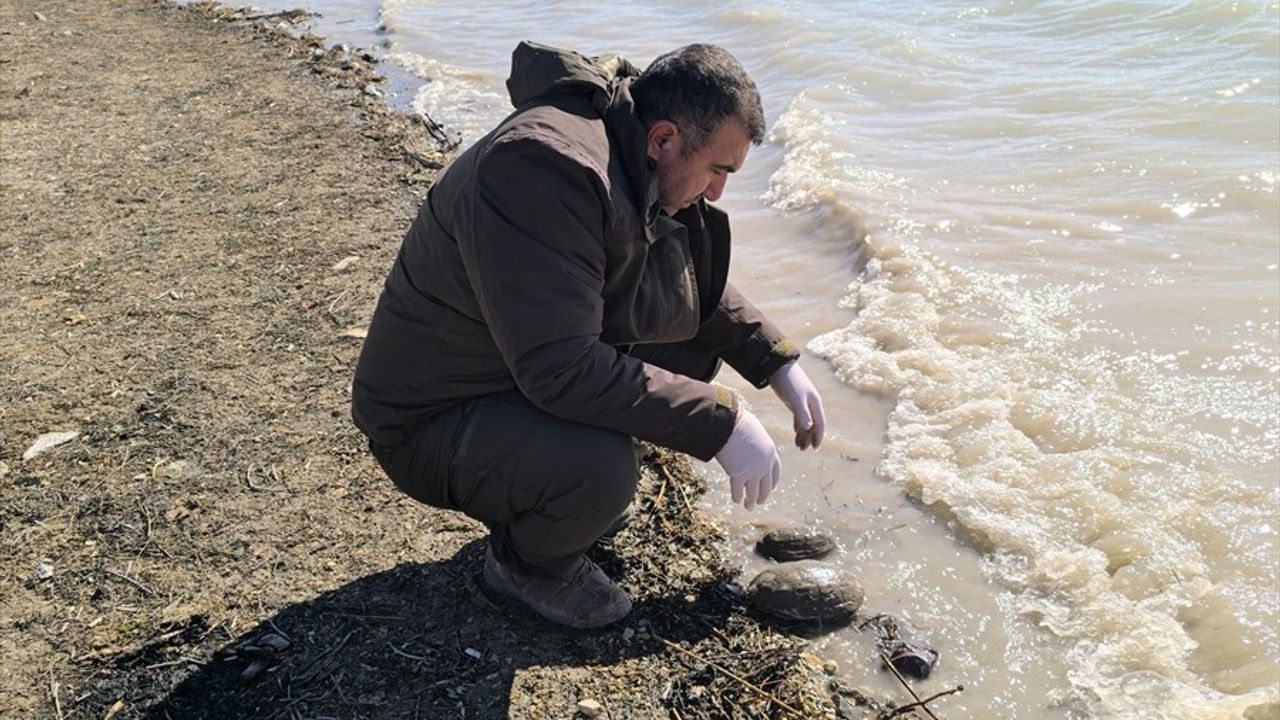 Şanlıurfa'da Mahsur Kalan Kaplumbağalar Doğaya Kavuştu