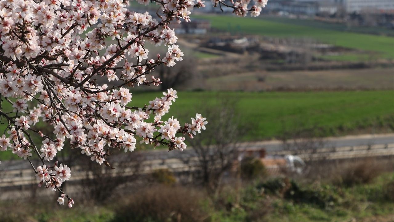 Tekirdağ'da Badem Ağaçları Erken Çiçek Açtı