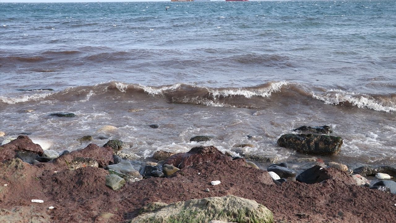 Tekirdağ Sahilinde Kırmızı Yosun Birikimi