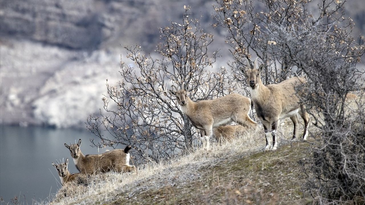 Tunceli'de Yaban Keçileri Kış Manzarası