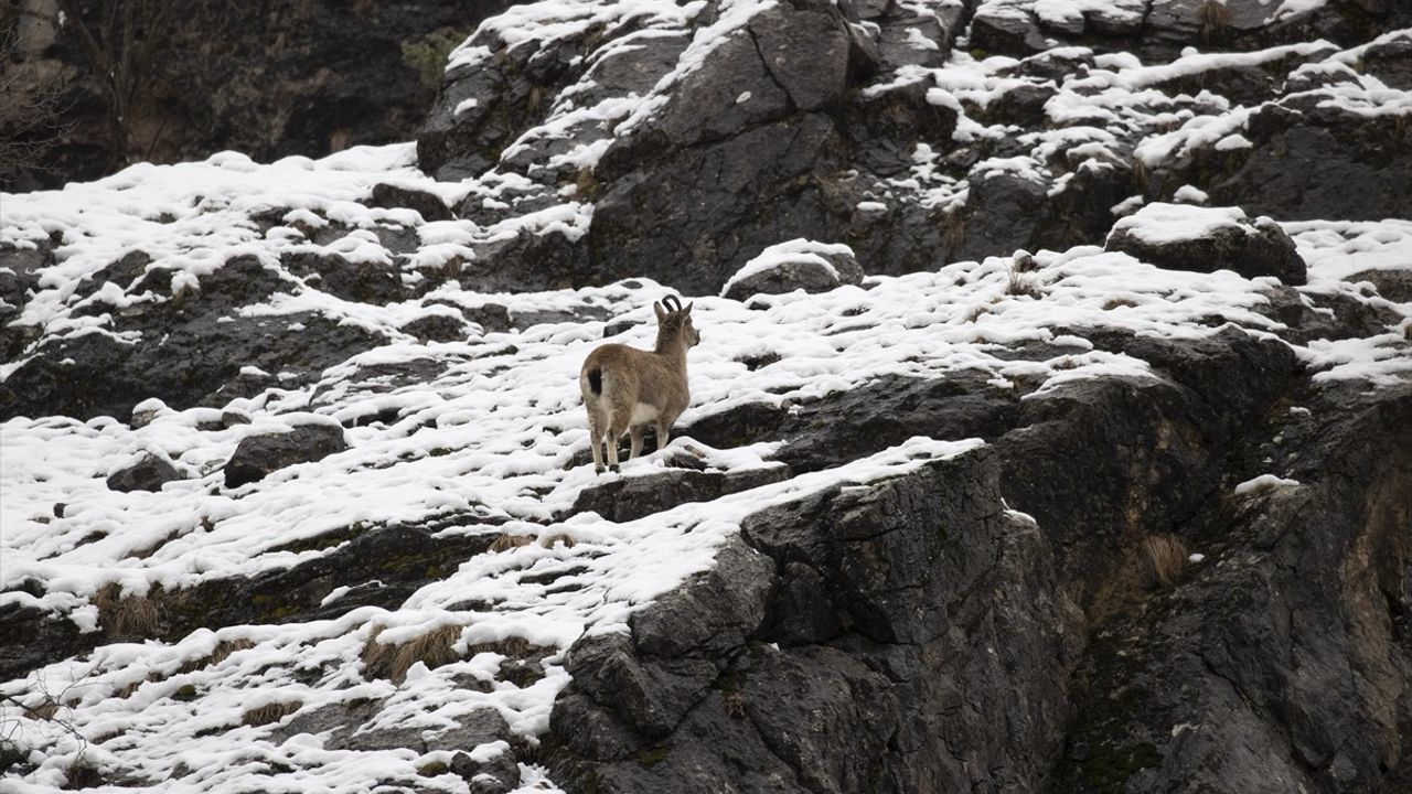 Tunceli'deki Yaban Keçileri Karlı Dağlarda Beslenme Zorluğu Yaşıyor