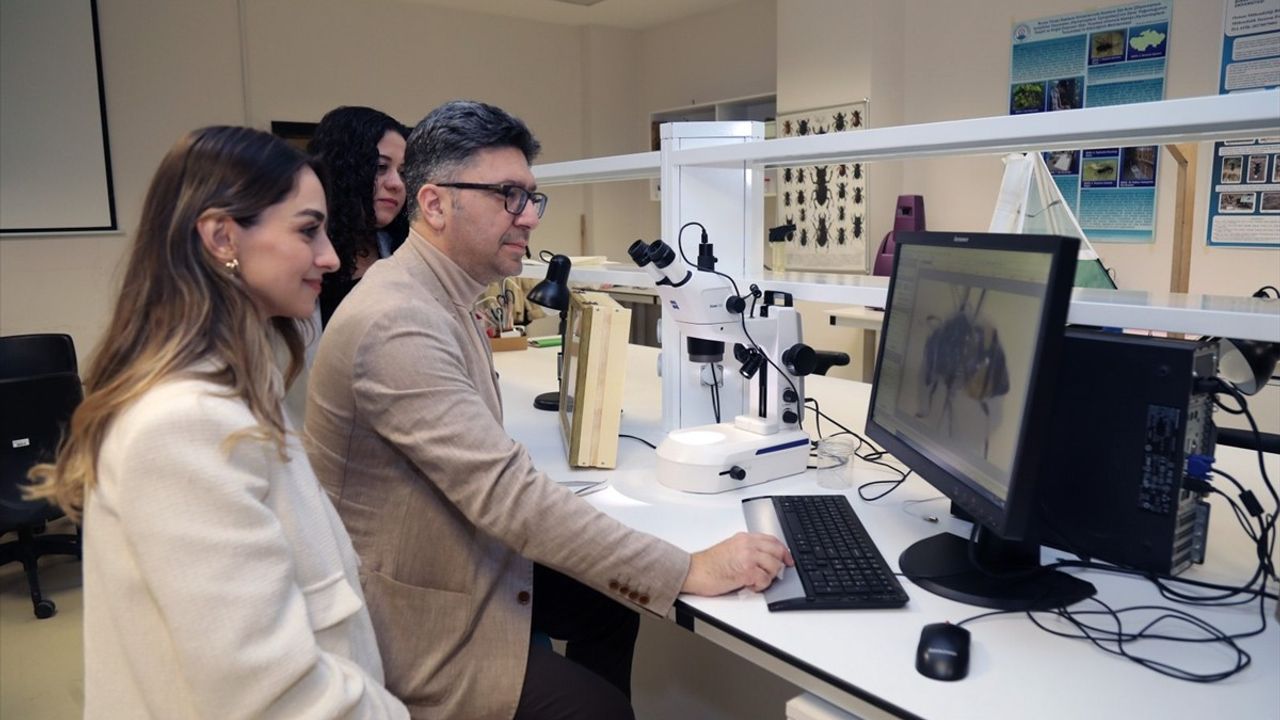 Uludağ Ormanlarında Arı Türlerinin Çeşitliliği Araştırılacak