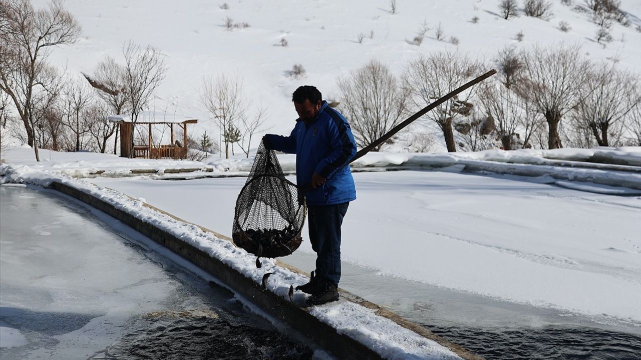 Bayburt'ta Soğuk Hava Şartlarında Alabalık Üretimi