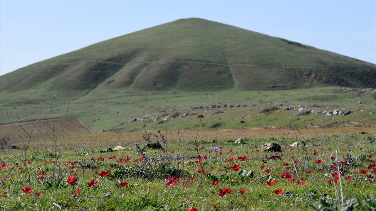 Bintepeler'deki Lidya Tümülüsleri Baharın Renkleriyle Canlanıyor