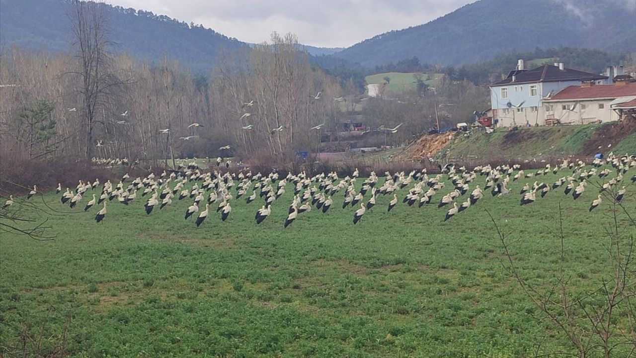 Bolu'da Leyleklerin Bahar Mola Zamanı