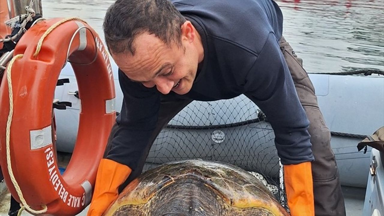 Çanakkale'de Kurtarılan Caretta Caretta Denize Salındı